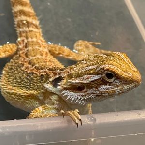 Meet your Posher, Maegan